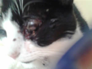 Marmite after she was shot in the eye